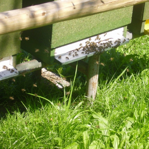 Bee - farm Richvald