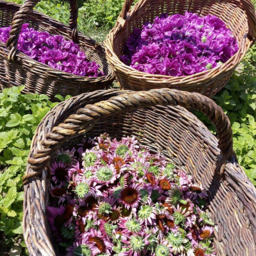 EKO farm